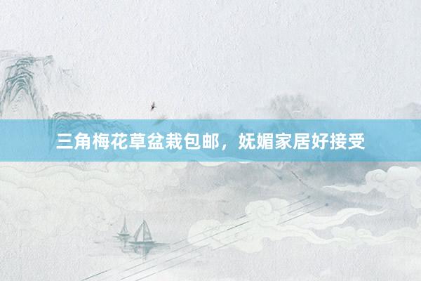 三角梅花草盆栽包邮，妩媚家居好接受